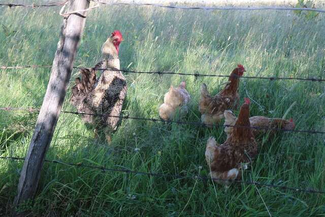 Проживание в семье Organic Family Farm Жабляк-11